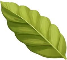 a green leaf on a white background 3.jpg